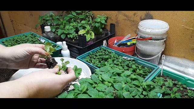 Мохровая петуния.Промежуточная пикировка в кассету. смотреть онлайн