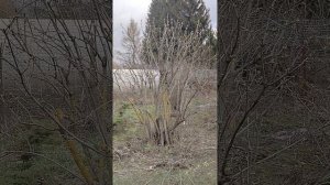Обрезка сирени,рябинника,самшита,барбариса