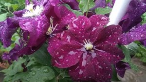 Розы и клематисы зимовали БЕЗ УКРЫТИЯ