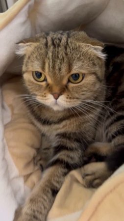 Милая шотландская вислоухая кошка 🐱