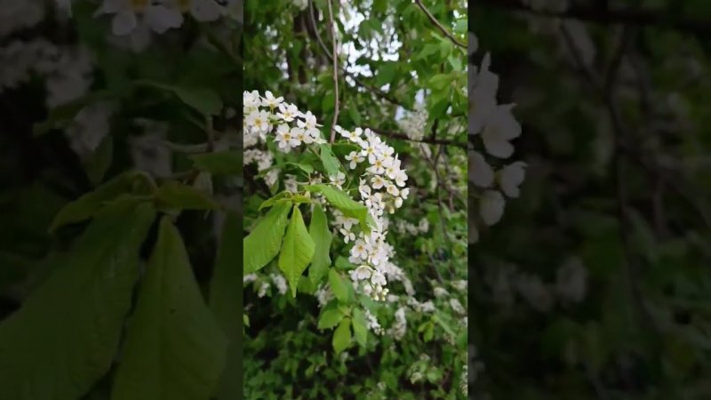 Зацвела черёмуха - похолодает.