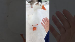 Опять оттепель и даже дождь! Выгуливаю птицу. Засыпала осушитель в подстилки.