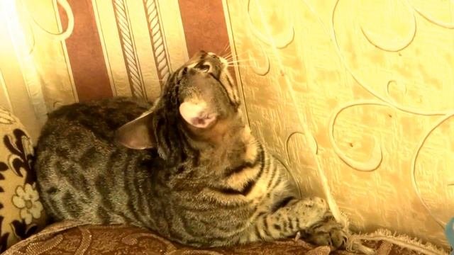 Кошка упала!