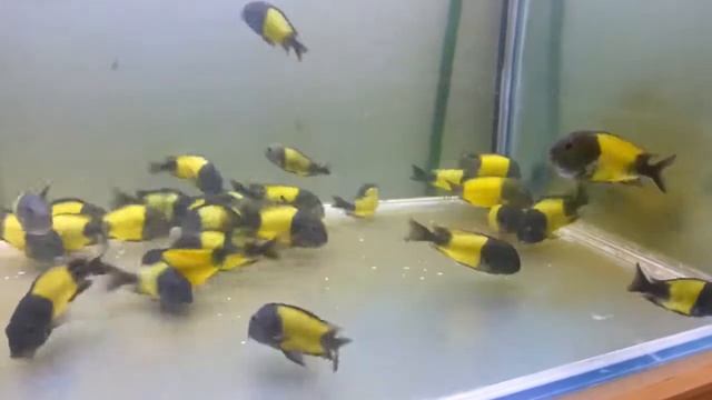 Tropheus ikola трофеус икола Киев смотреть онлайн