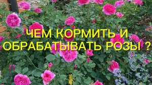 Чем я кормлю и обрабатываю розы. Обрезка роз по полной программе. Немного красоты.