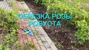 Обрезка розы Робуста .