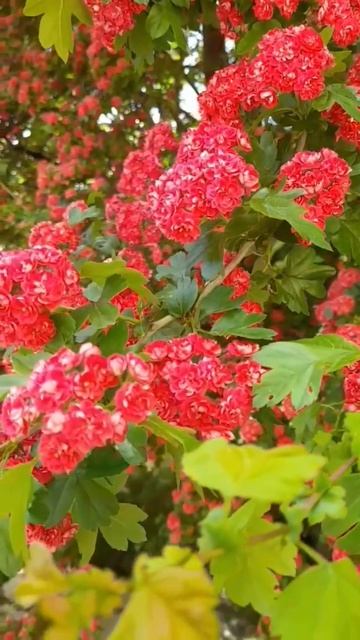 Счастье....❤❤❤ #счастье #цветы #лето #добро #новинки #топ10 #смехдослез #животные #приколы #лайки смотреть онлайн