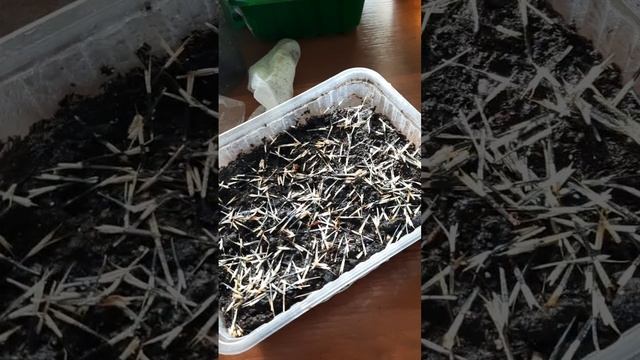начало апреля