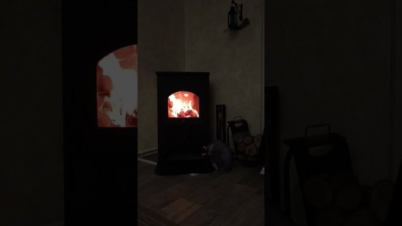 Феликс у камина #cat #камин