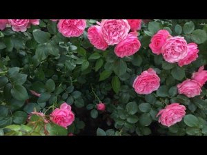 Пробное открытие роз. Начинаю обрезку и обработку роз.