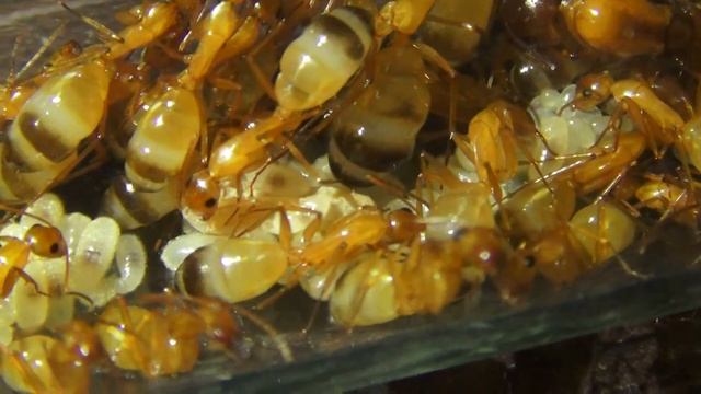 Camponotus pilicornis смотреть онлайн