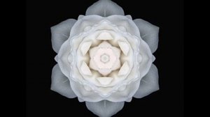 white rose demo (original song)