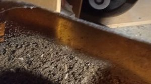 Разведение чёрной львинки день16