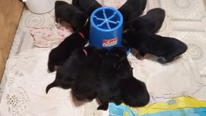 лайфхак по кормлению щенков)