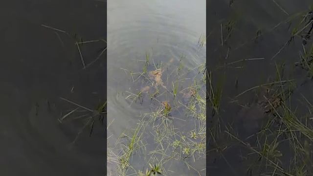 Frog Orgy by Ruby смотреть онлайн