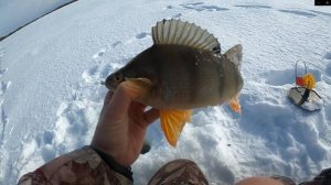 Весенняя раздача окуней