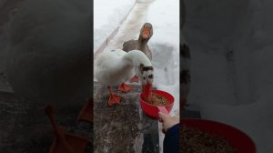 Всех со Старым Новым годом! Обход птички в морозец. Вкусный праздничный ужин