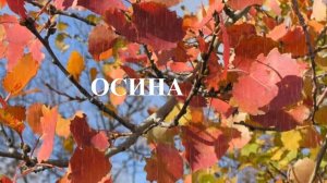 Осина. Светлана Приварская 
https://stihi.ru/2020/06/02/7366