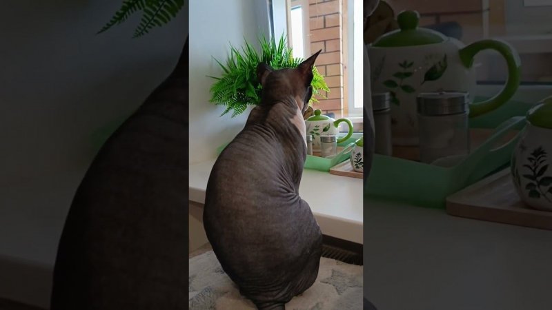 Лиза вспоминает лето... #cat