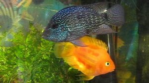 цихлида-попугай и бриллиантовая цихлазома.Аквариумные  рыбки