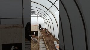 Почти зимнее утро в Новом. Выпустили птичку погулять. Бегунки познакомились с еврейской семьёй).