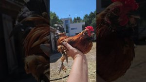 Новые бегунки! Поездка в Казань, видео с дороги. И просто хозяйство)