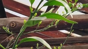 Мандарин Уншиу в теплице после зимовки в погребе