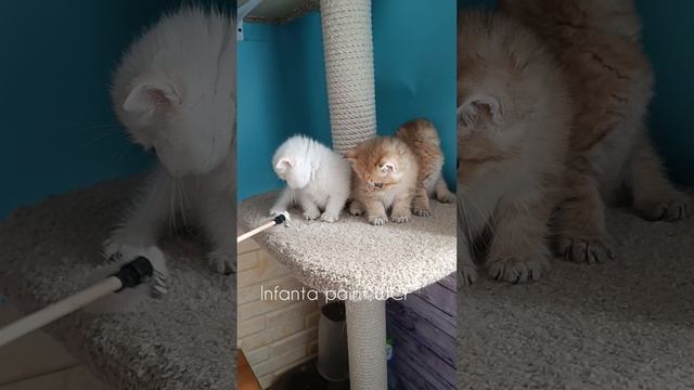 Шотландские породистые котята золотых окрасов
