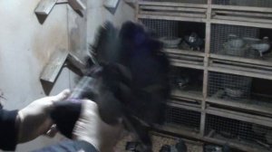 НИКОЛАЕВСКИЕ СИЗЫЕ!ГОРЛОВКА!2020!