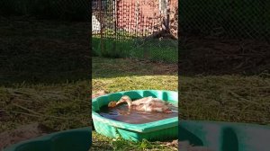 И снова утята-гусята. Скосили траву на всём участке.