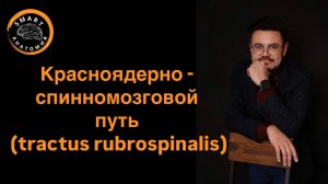 Красноядерно - спинномозговой путь (tractus rubrospinalis).