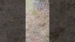 дагонялки кулевча