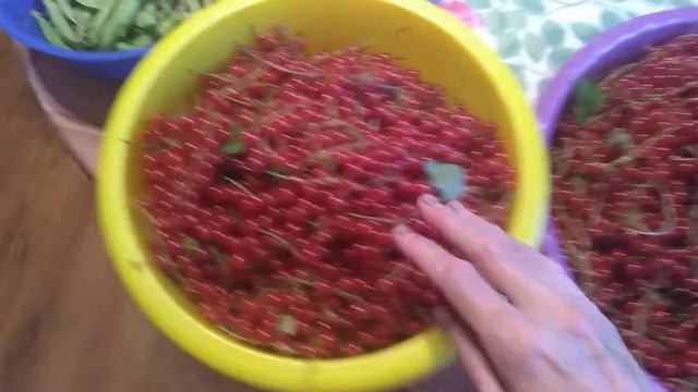Закончен сбор красной смородины. 9.07.21