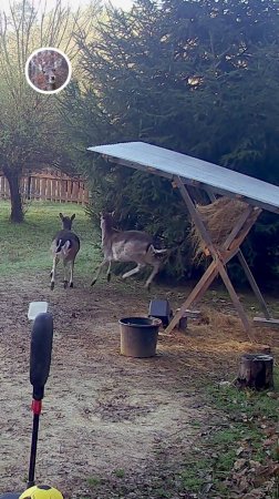 лань наступила в миску и напугала всех остальных #лань #животные #deervader