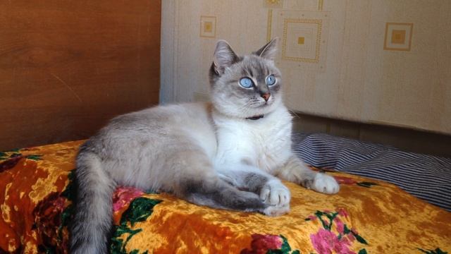 КОШКА МУСЯ ВЫБРАЛА СЕБЕ ЛЮБИМОЕ МЕСТО! ПЕРВОЕ В НОВОМ ЖИЛЬЕ! смотреть онлайн