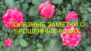 Полезные заметки о брошенных розах и гортензиях после заморозков. Результат удивил!!!