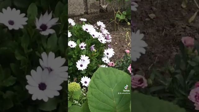 Небольшой цветочный оазис смотреть онлайн