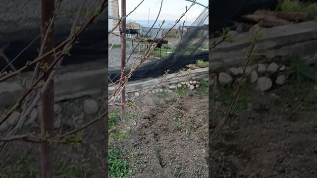 1000076824.mp4 Устойчивость персика  к экстремальным перепадам температур зимой.
