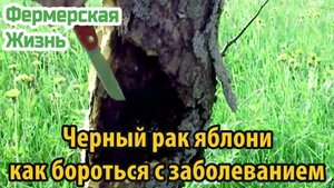 Черный рак яблони – как бороться с заболеванием