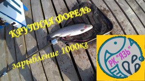 Р.К. ЯЗЬ ЗАРЫБЛЕНИЕ 1000кг ФОРЕЛИ БЛЕСНА И БАТОНЫ В САДКЕ
