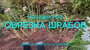 Розы. Посадка роз. Обрезка шрабов. Обработка от болезни. Ответы на вопросы.