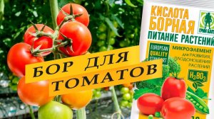 Опрыскивание томатов борной кислотой.