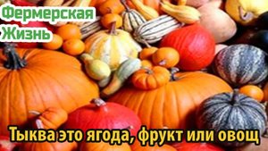 Тыква это ягода, фрукт или овощ