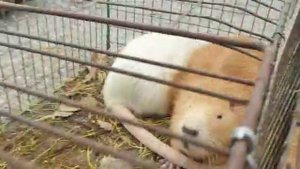 Рынок. Великие Копани ..mp4