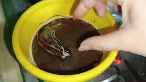 Новый цветок для моего сада