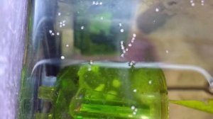 Разведение петушков.Личинка.Малек