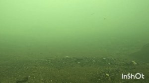 Как живут рыбы в реке Пшиш