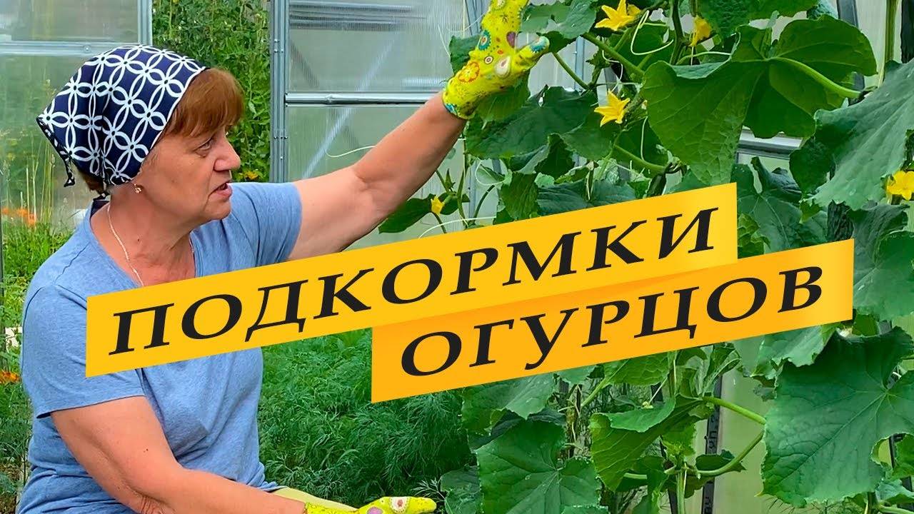 Поддерживаем рост и плодоношение огурцов.