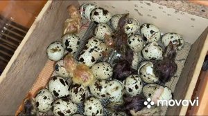 Немного усовершенствовали инкубатор / Инкубатор своими руками