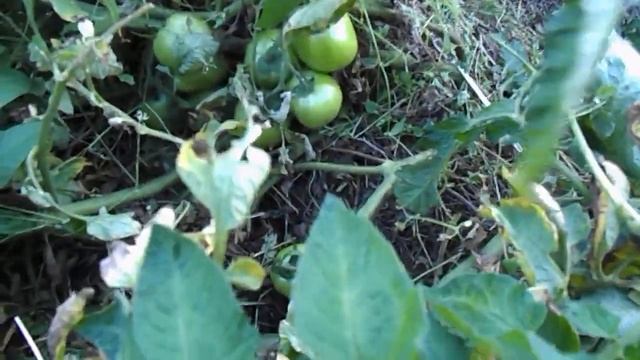 часть 4 открытый грунт 2018 смотреть онлайн